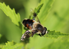 Eristalis anthophorina