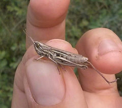 Euchorthippus elegantulus