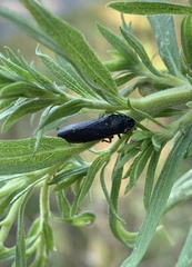 Paraulacizes irrorata