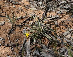 Goodenia willisiana
