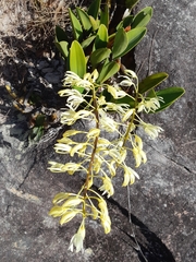 Dendrobium speciosum