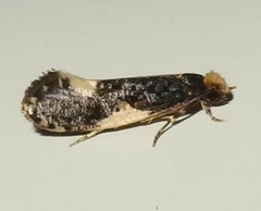 Monopis spilotella