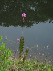Epidendrum arachnoglossum