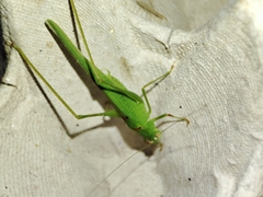 Phaneroptera nana