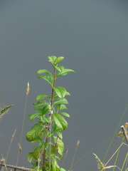 Viburnum tinoides