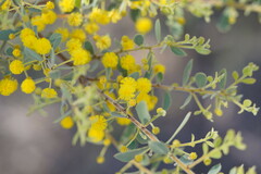 Acacia brachybotrya