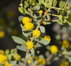 Acacia brachybotrya
