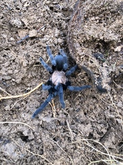 Orphnaecus