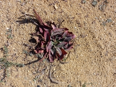 Plantago depressa