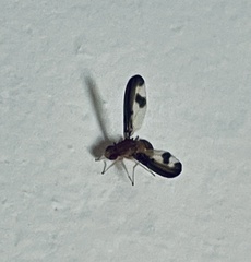 Toxonevra superba