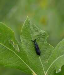 Mystacides azureus