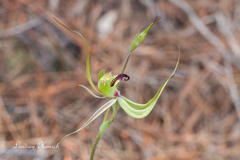 Caladenia attingens