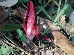 Clathrus archeri