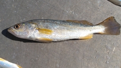 Cynoscion arenarius