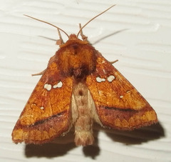 Papaipema leucostigma