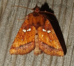 Papaipema leucostigma