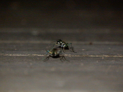 Cosmodela batesi