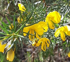 Gompholobium grandiflorum