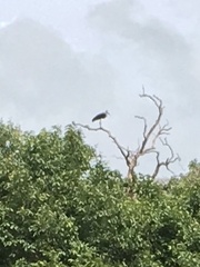 Leptoptilos javanicus