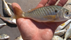 Leiostomus xanthurus