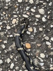 Lampropeltis getula