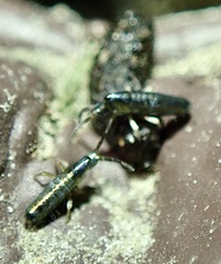 Lepidocyrtus paradoxus