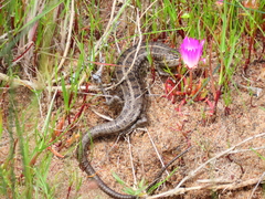 Trachylepis capensis