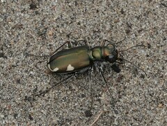 Cicindela scutellaris lecontei