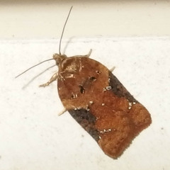 Acleris braunana