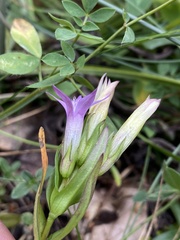 Gentianella anisodonta
