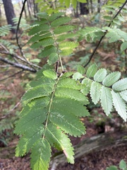 Sorbus americana