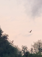 Haliaeetus leucocephalus