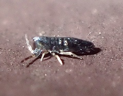 Lepidocyrtus paradoxus