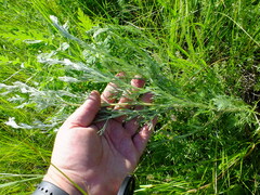 Artemisia