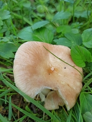 Russula