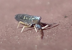 Lepidocyrtus paradoxus