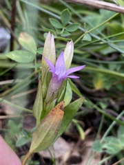 Gentianella anisodonta