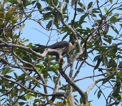 Falco peregrinus macropus