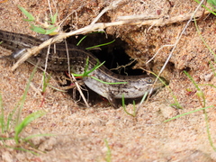 Trachylepis capensis