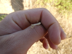 Geomantis larvoides