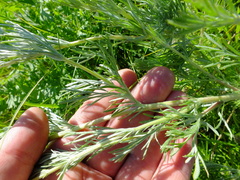 Artemisia