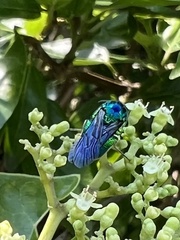 Stilbum