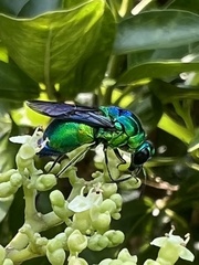 Stilbum