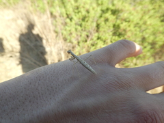 Geomantis larvoides