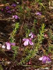 Tetratheca ericifolia