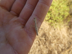 Geomantis larvoides