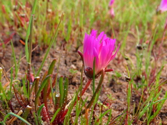 Cleretum bellidiforme