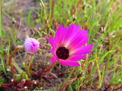 Cleretum bellidiforme