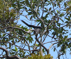 Falco peregrinus macropus