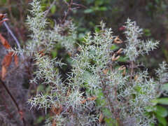 Ulex argenteus argenteus